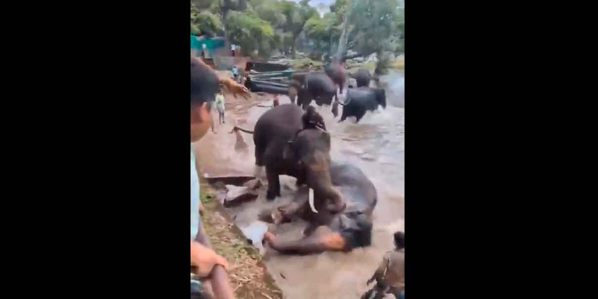 VIDEO. Muere turista aplastada por pelea entre elefantes en India