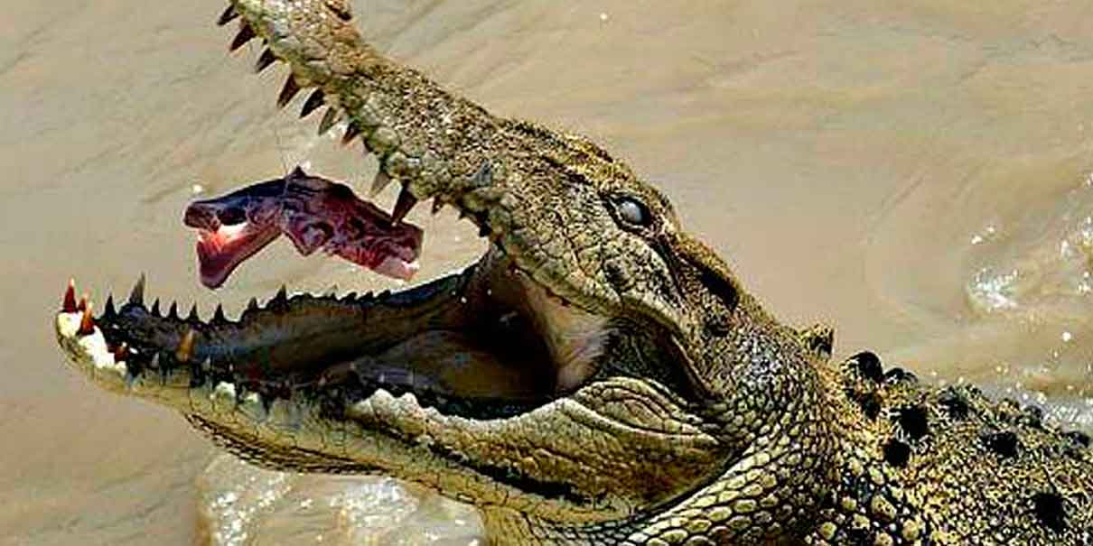  Cocodrilo ataca y mata a un niño de 12 años en India