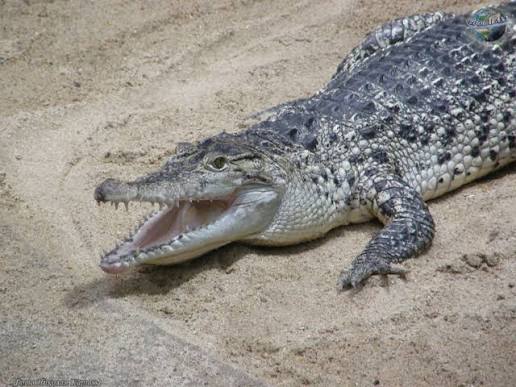 Ataque fatal de cocodrilo a su cuidador en zoológico de Papúa Nueva Guinea