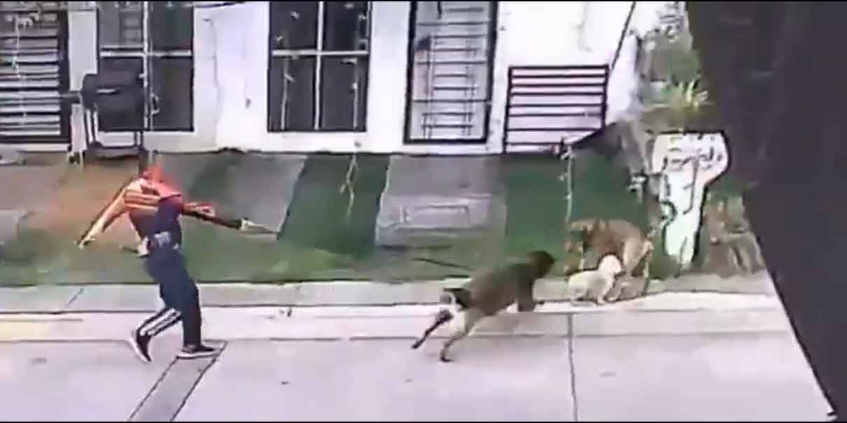 Director de clínica del IMSS usa a su perro para agredir a lomito callejero; ya es investigado. VIDEO