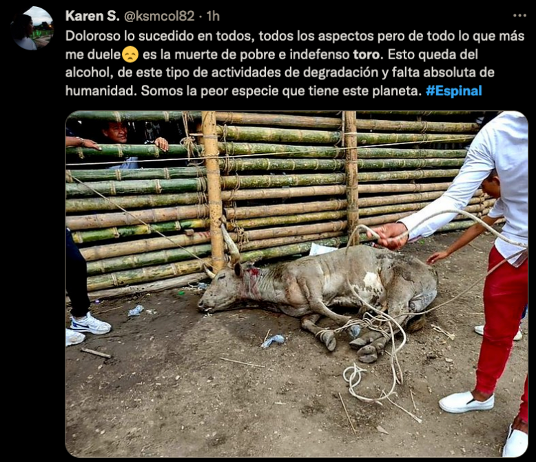 A cuchilladas MATARON A TORO en Colombia para condenar los 'festejos' taurinos