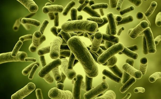 Bacteria