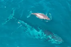 Lanzan gratuitamente el documental ¿Ballenas o Gas? Jane Fonda y Ximena Sariñana alzan la voz