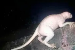 Jaime Maussan halla extraña criatura en Chihuahua; la población lo relaciona con el chupacabras. VIDEO