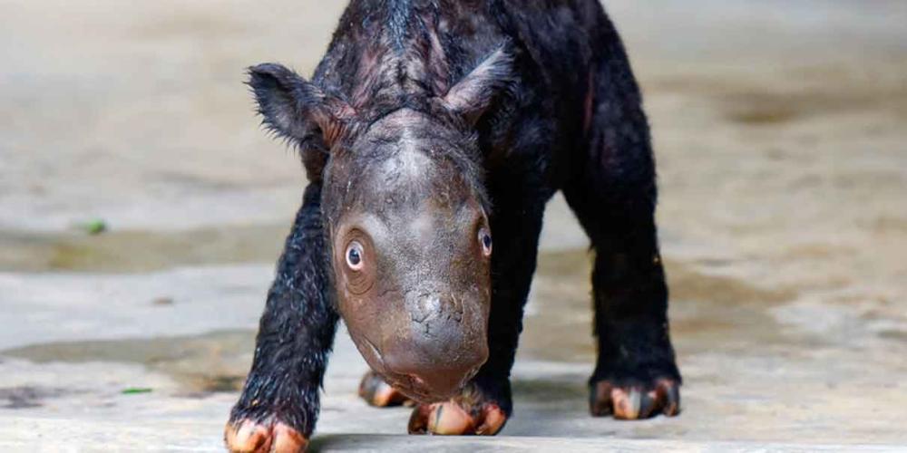  Nace un rinoceronte Sumatra, especie al borde de la extinción 