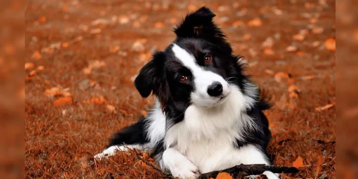 Los perros nos entienden mejor de lo que creemos 