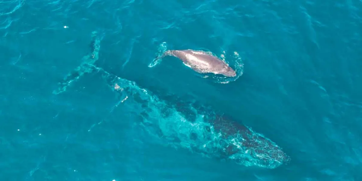 Lanzan gratuitamente el documental ¿Ballenas o Gas? Jane Fonda y Ximena Sariñana alzan la voz