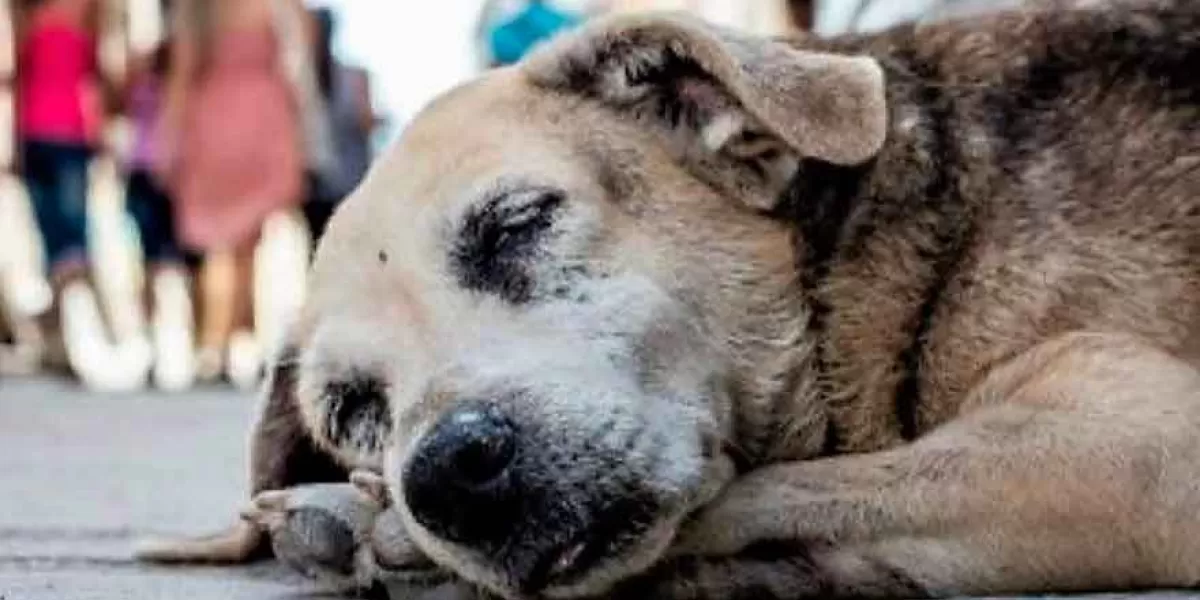 Captan a lomito comiendo presuntos restos humanos en León