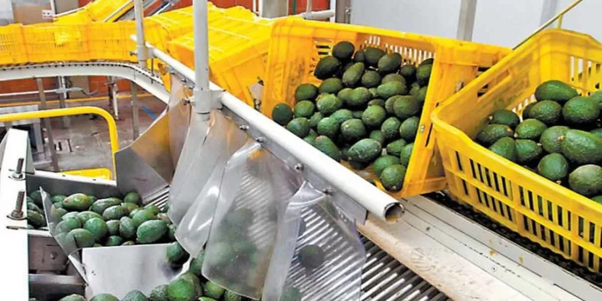 Ante suspensión para Michoacán, Nayarit entra al quite para exportar aguacate a Estados Unidos