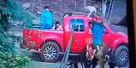 IMÁGENES SENSIBLES. Cachorro arrojado por una familia muere tras ser atacado en refugio