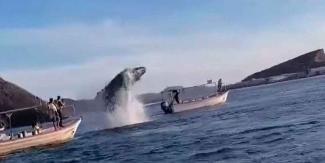 Aplasta ballena a tripulantes de una lancha en bahía de Topolobampo, Sinaloa