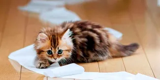 MichiFest 2026: requisitos para esterilizar gratis a tu gato en CDMX
