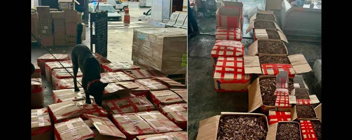 Marina asegura casi 2 toneladas de valioso tepezcohuite con destino a Países Bajos