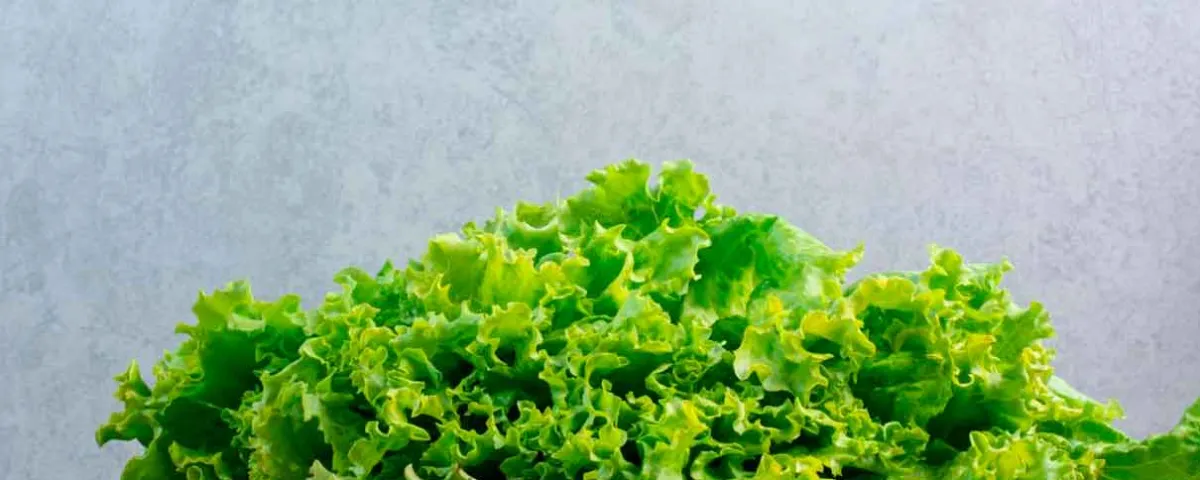 COFEPRIS deslinda a productos mexicanos como causa de salmonela y Cyclospora  en EU