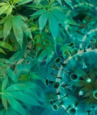Cannabis puede evitar Covid-19, revela estudio